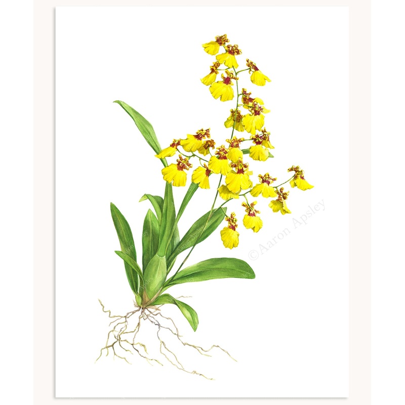 Oncidium Orchid Print|8″x10″|11″x14″|12″x16″