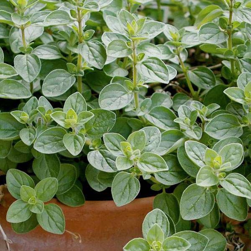 Oregano – Herb Seeds