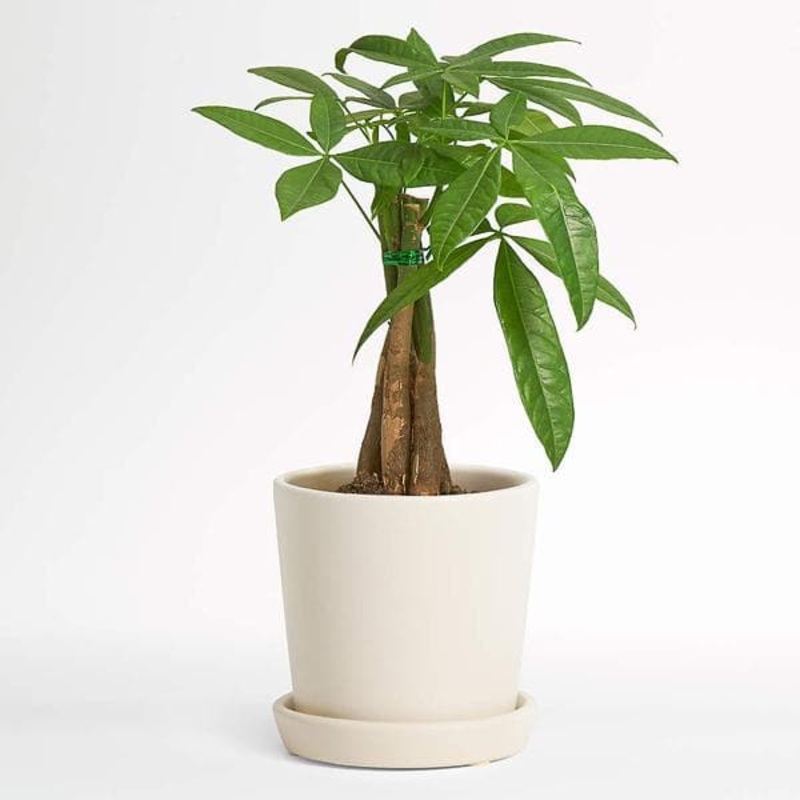 Pachira Triple Buds – Plant