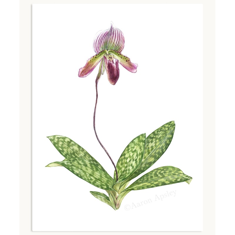 Paphiopedilum Orchid Print|8″x10″|11″x14″|12″x16″