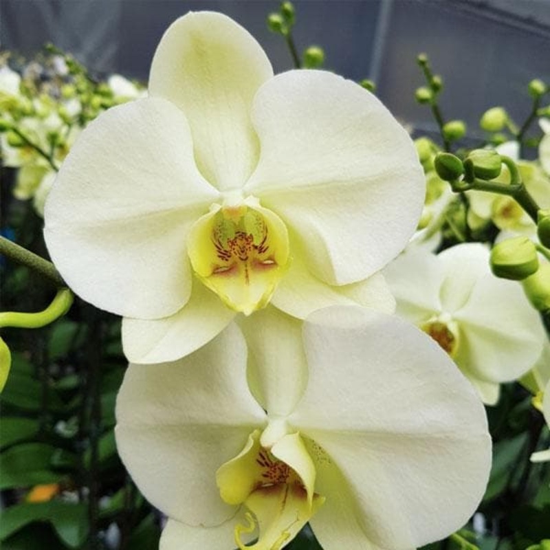 Phalaenopsis Orchid, Yellow – Plant