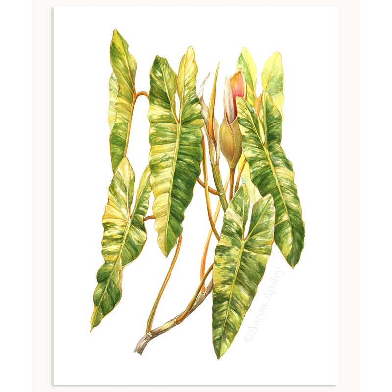 Philodendron billietiae ‘Variegata’ Print