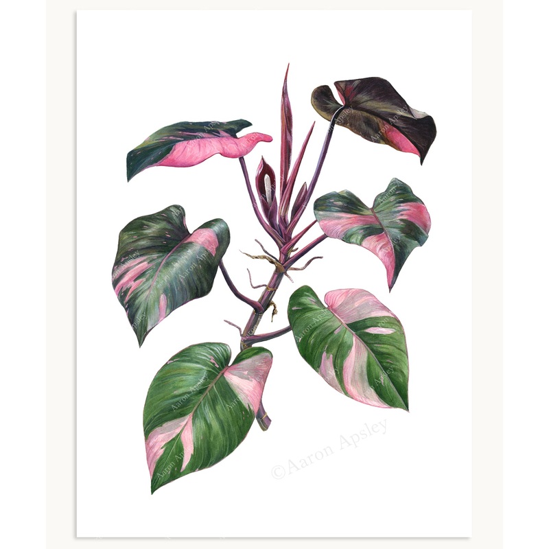 Philodendron ‘Pink Princess’ Print