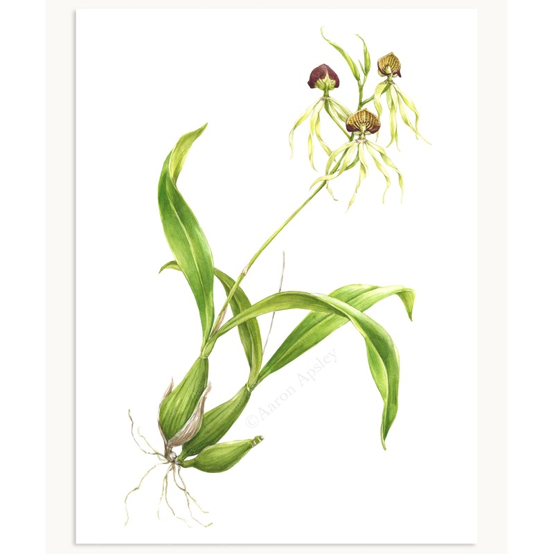 Prosthechea cochleata Print|8″x10″|11″x14″|12″x16″