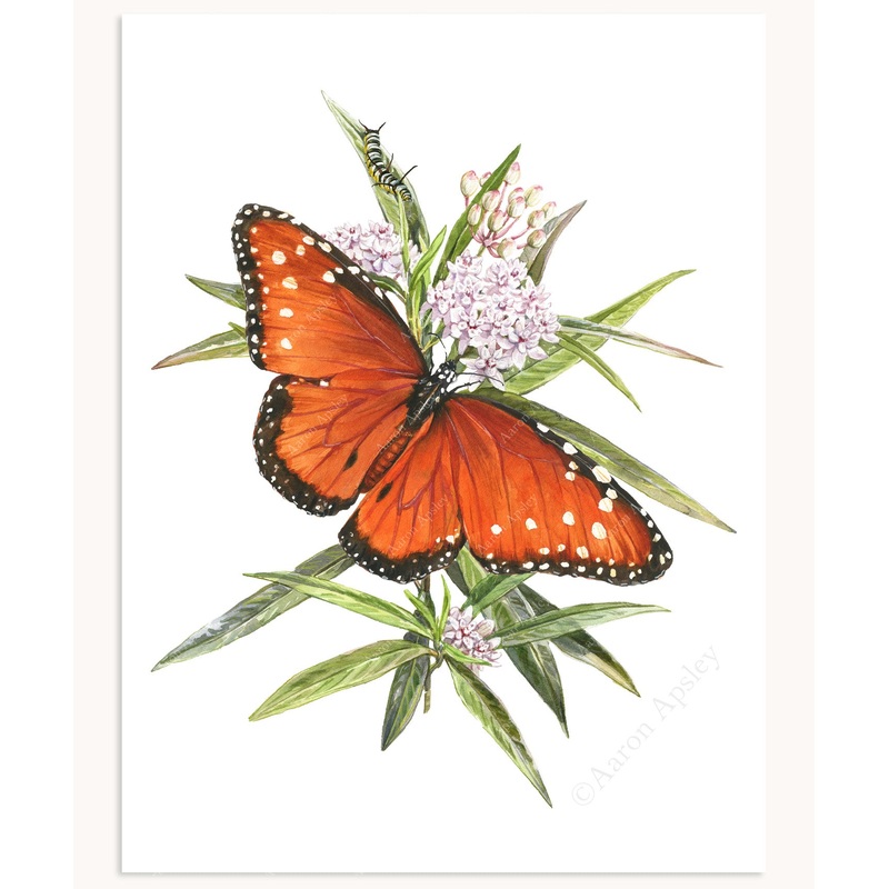 Queen Butterfly & Aquatic Milkweed Print