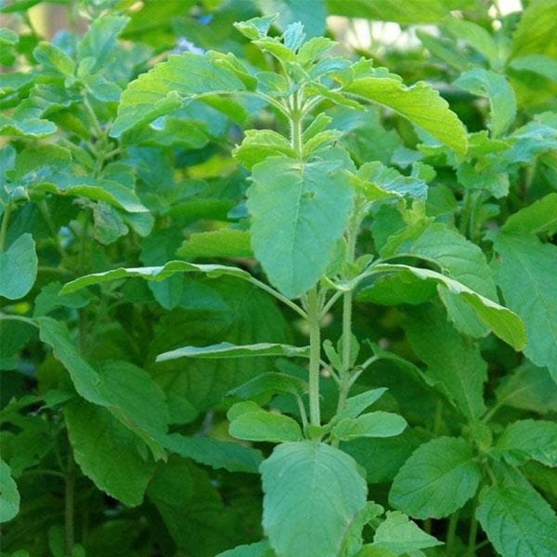 Rama Tulsi – 0.5 kg Seeds
