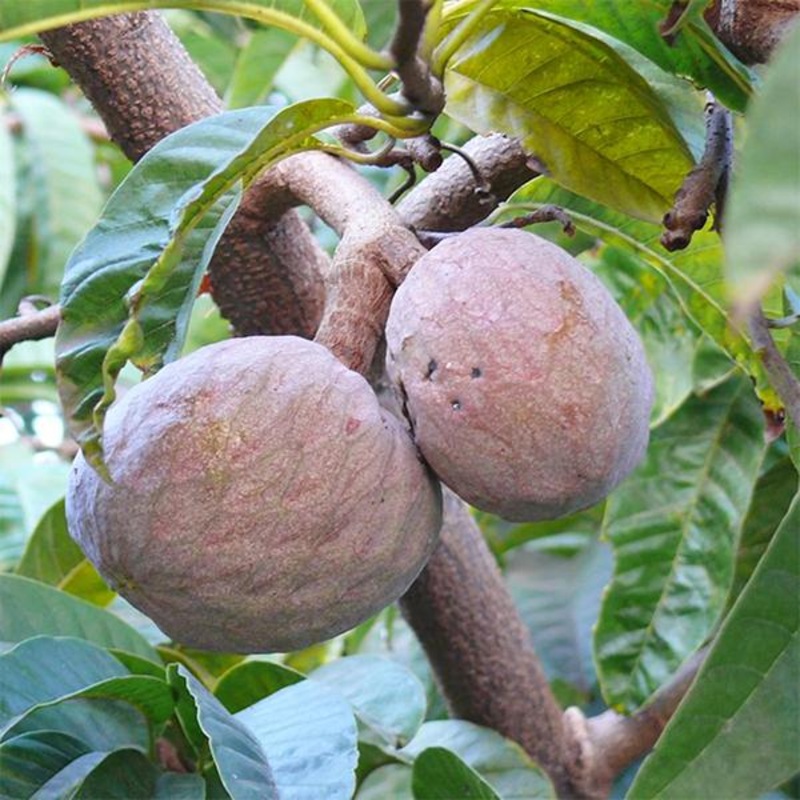 Ramphal, Annona reticulata (Grafted) – Plant