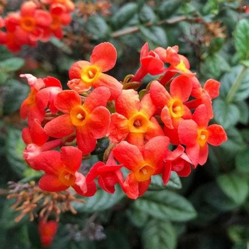 Rondeletia Odorata, Fragrant Panama rose – Plant
