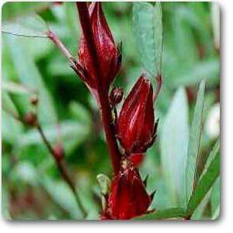 Rosella – Plant