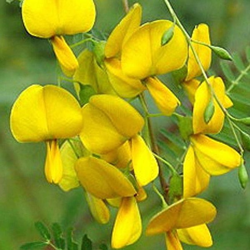 Sesbania Aculeata, Danch – 0.5 kg Seeds