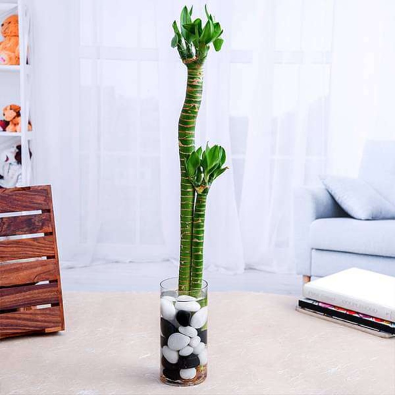 Set of 2 Multidrop Lotus Tiger Sticks Lucky Bamboo in a Glass Vase with Pebbles