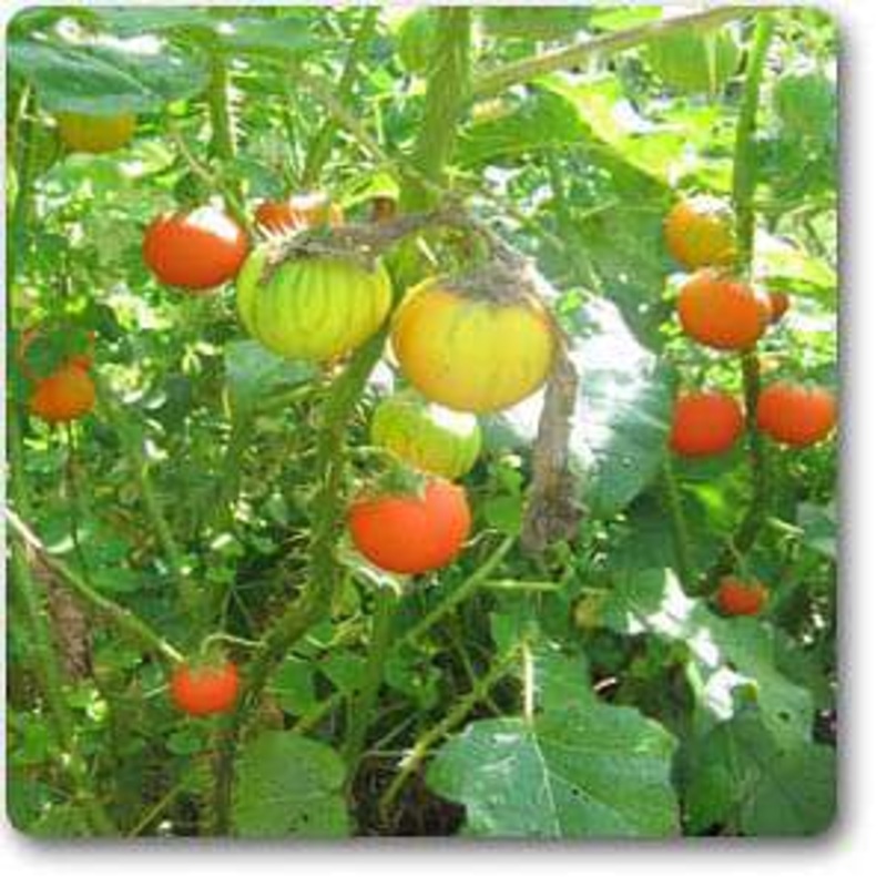 Solanum xanthocarpum – Plant