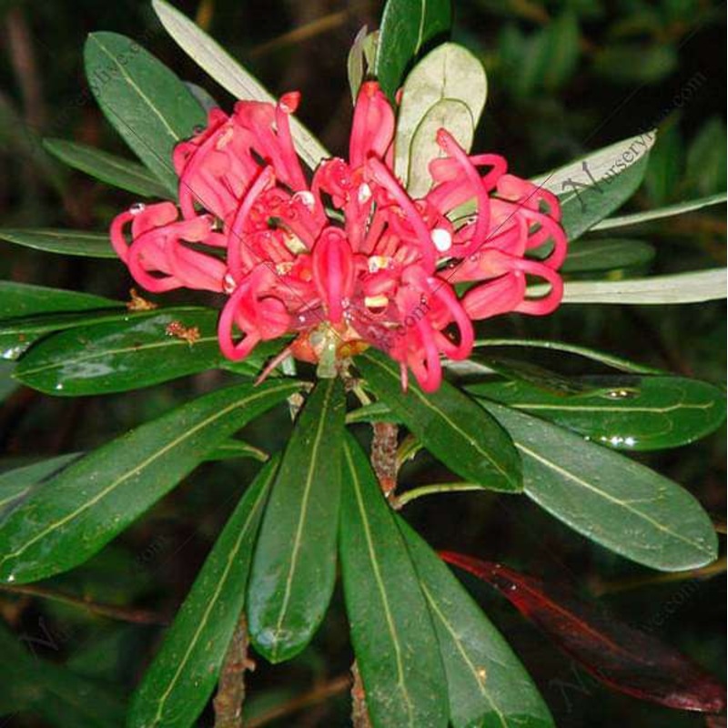 Tasmanian Waratah, Telopea Truncata – Plant