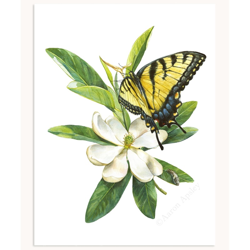Tiger Swallowtail Butterfly & Sweet Bay Magnolia Print
