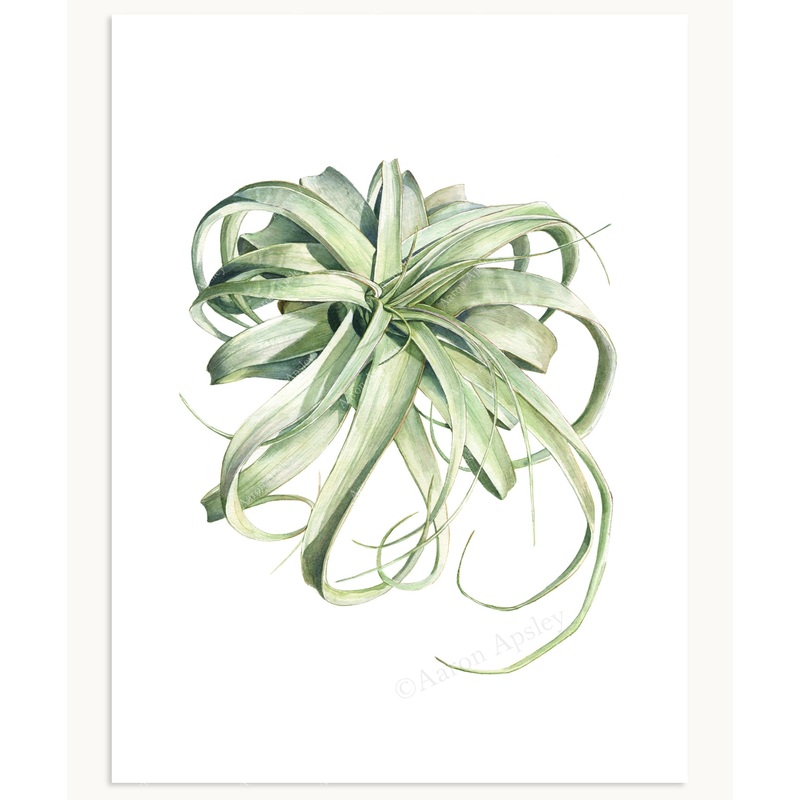 Tillandsia xerographica|8″x10″|11″x14″|12″x16″
