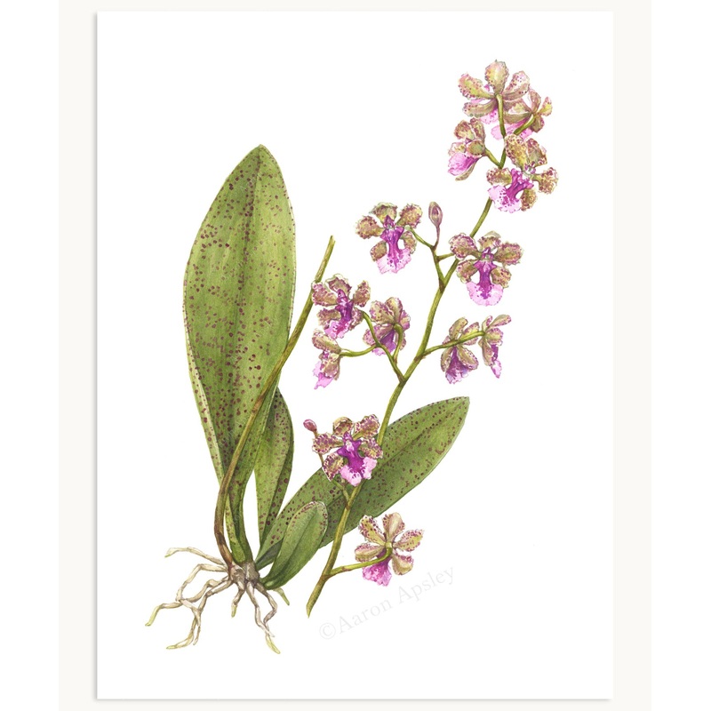 Trichocentrum Ollie Palmer Print