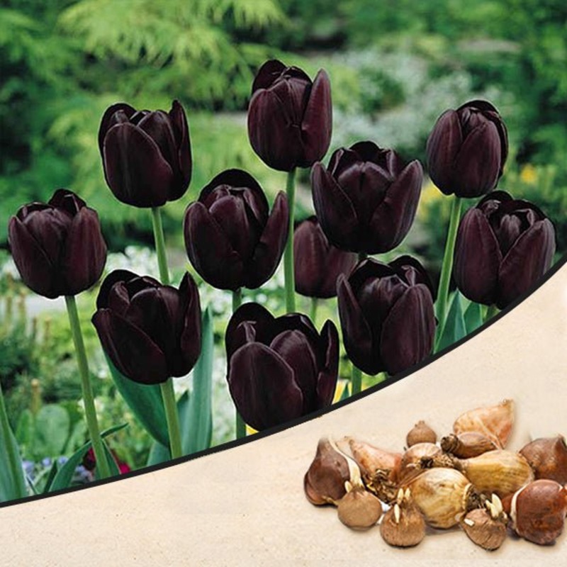 Tulip Queen of the night (Black) – Bulbs (set of 5)