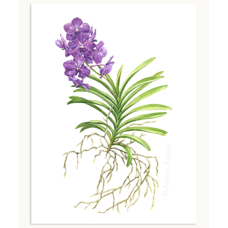 Vanda Orchid Print|8″x10″|11″x14″|12″x16″