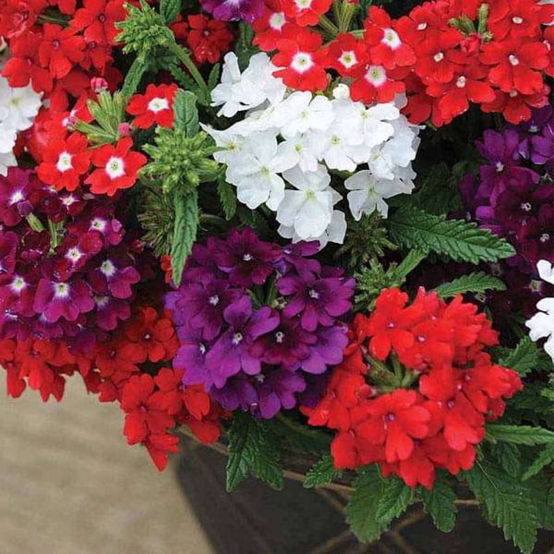 Verbena Quartz Mixed Color – Flower Seeds