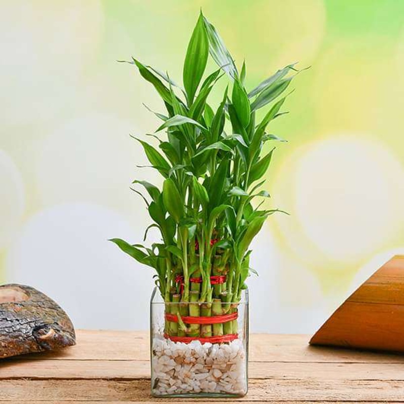 Wish Good Fortune with 3 Layer Lucky bamboo in Glass Vase with Pebbles