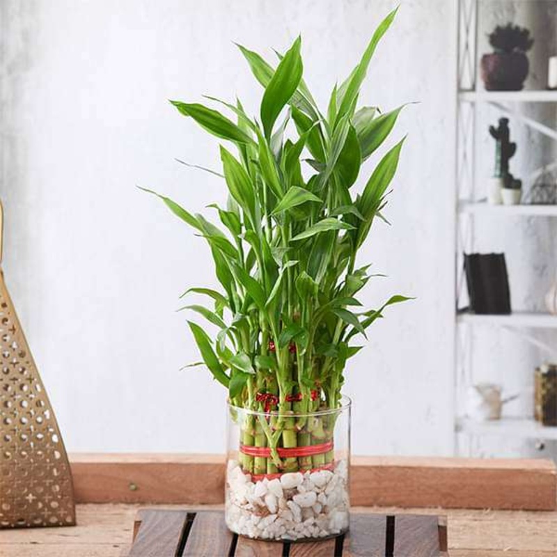 Wish Good Luck With 3 Layer Lucky Bamboo in a Glass Vase with Pebbles