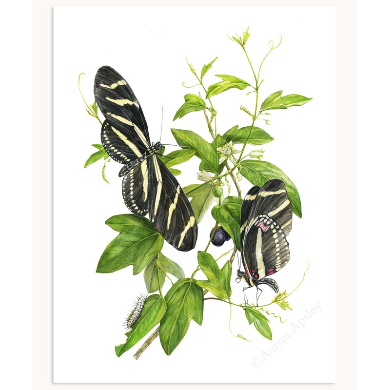 Zebra Longwing Butterflies & Corkystem Passionflower Print
