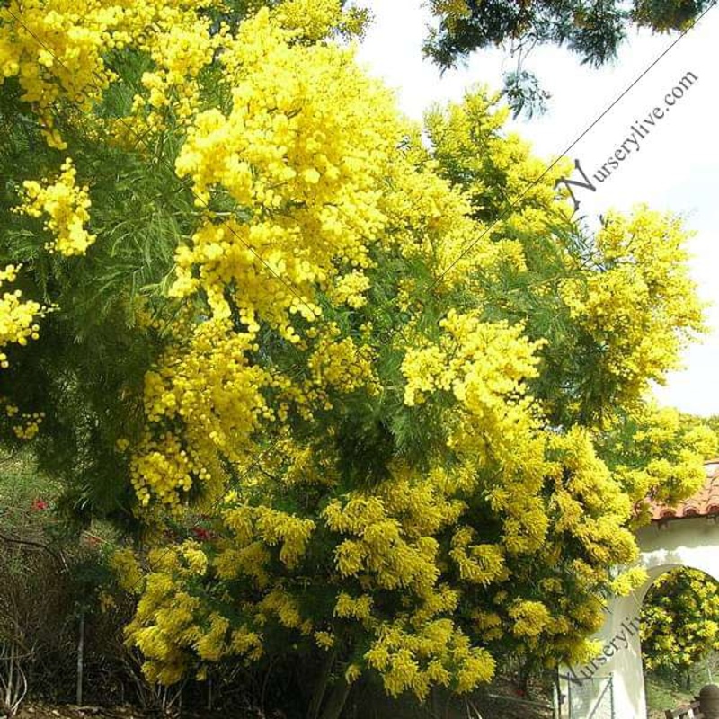 Acacia Decurrens, Black Wattle – 0.5 kg Seeds