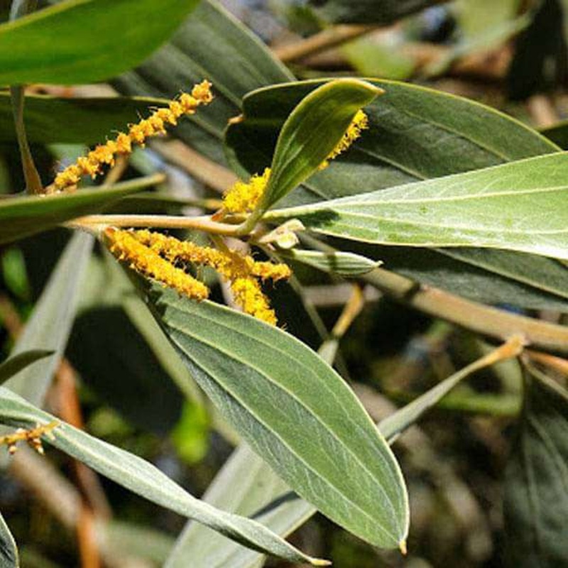 Acacia Holosericea, Strap Wattle – 0.5 kg Seeds