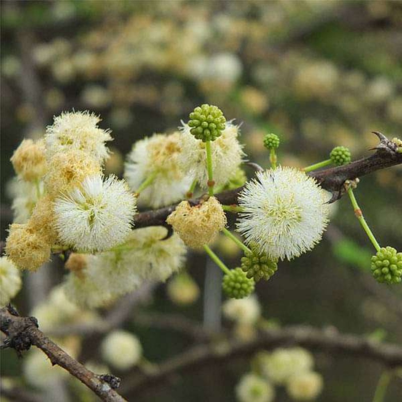 Acacia Planifrons, Umbrella babul – 0.5 kg Seeds