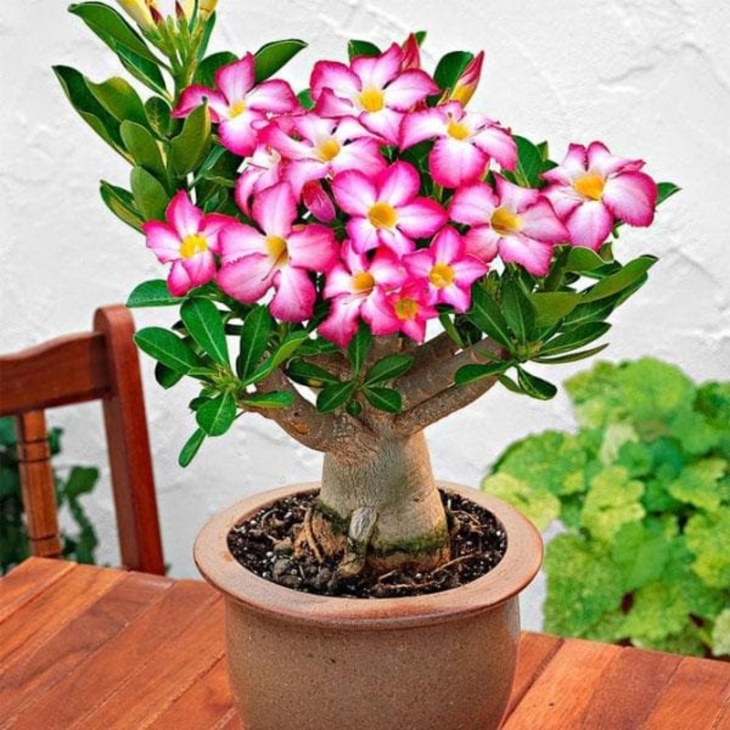 Adenium (Obesum) – Plant