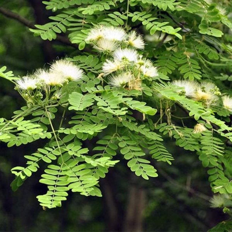 Albizia procera, Siris – 0.5 kg Seeds