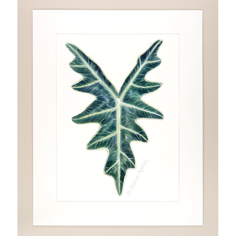 Alocasia sanderiana ‘Nobilis’ – Original Watercolor