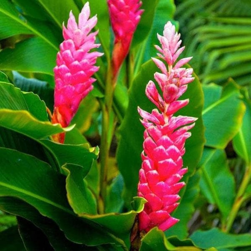 Alpinia Purpurata, Pink Ginger – Plant