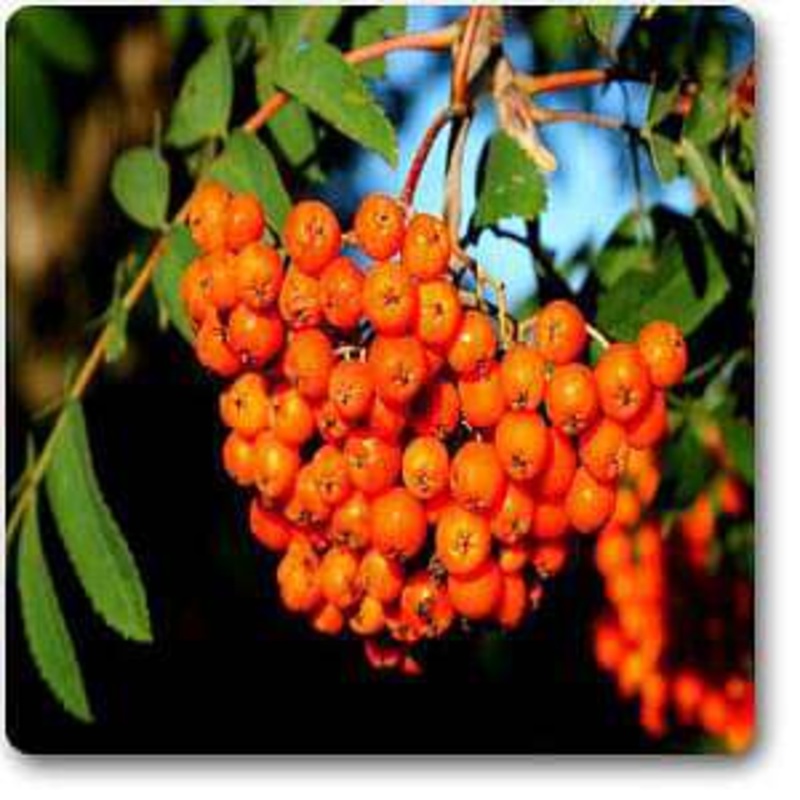 American mountain-ash – Plant