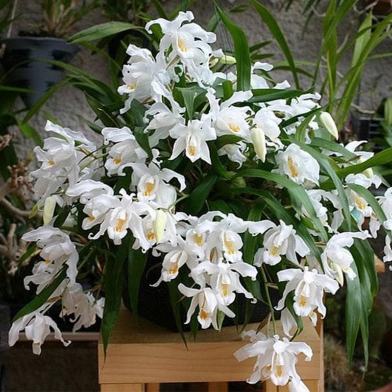 Angel Orchid, Crested Coelogyne – Plant