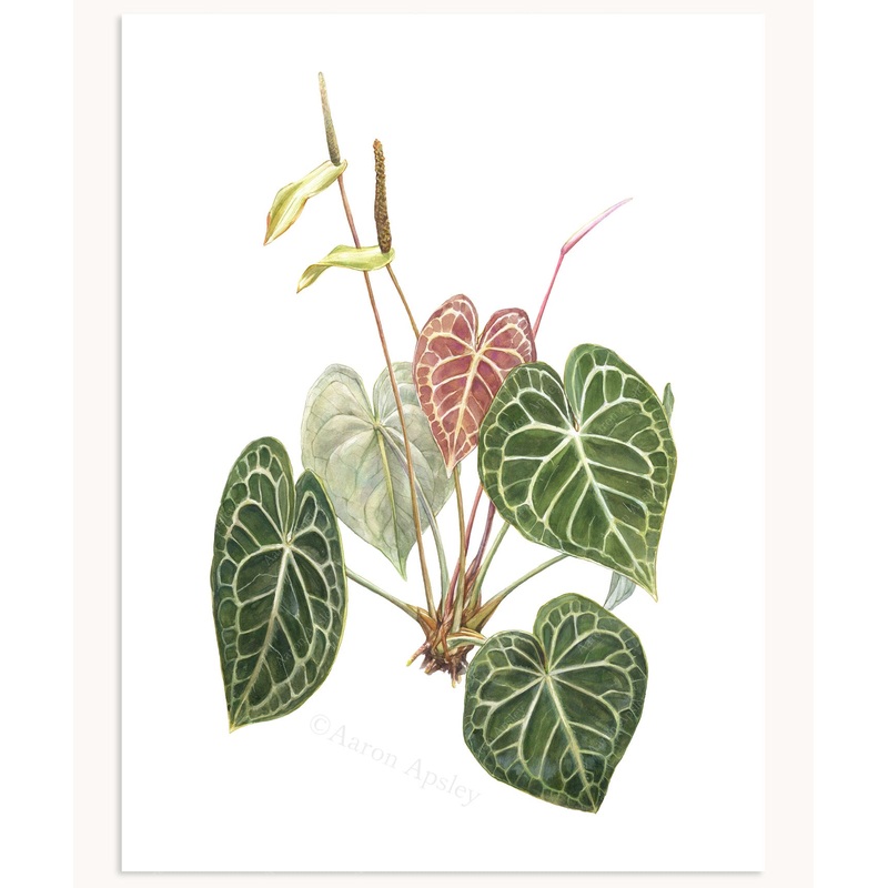 Anthurium clarinervium Print|8″x10″|11″x14″|12″x16″