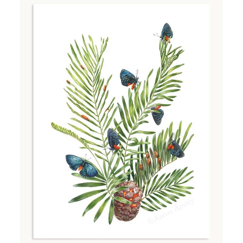 Atala Butterflies & Coontie Print