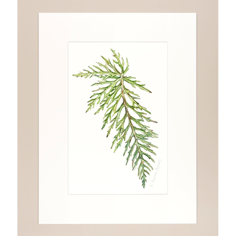 Begonia bipinnatifida – Original Watercolor