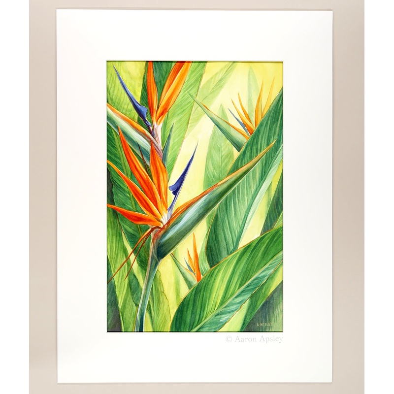 Bird of Paradise – Original Watercolor
