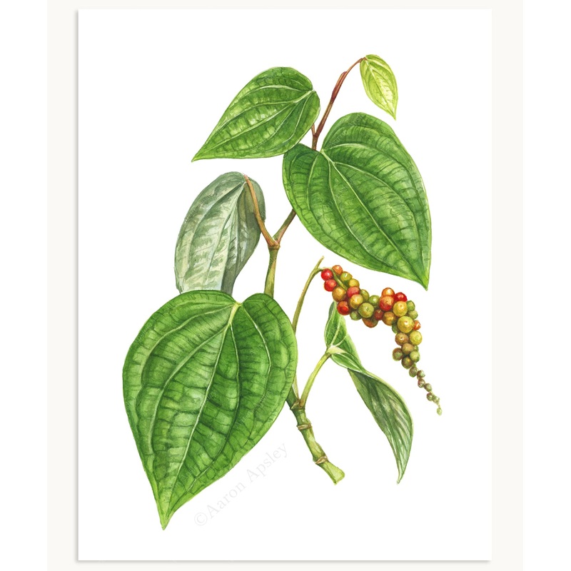 Black Pepper Print|8″x10″|11″x14″|12″x16″