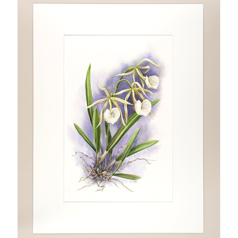 Brassavola nodosa – Original Watercolor