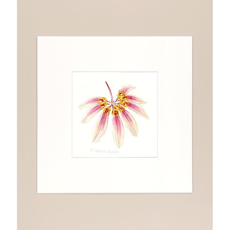 Bulbophyllum lepidum – Original Watercolor