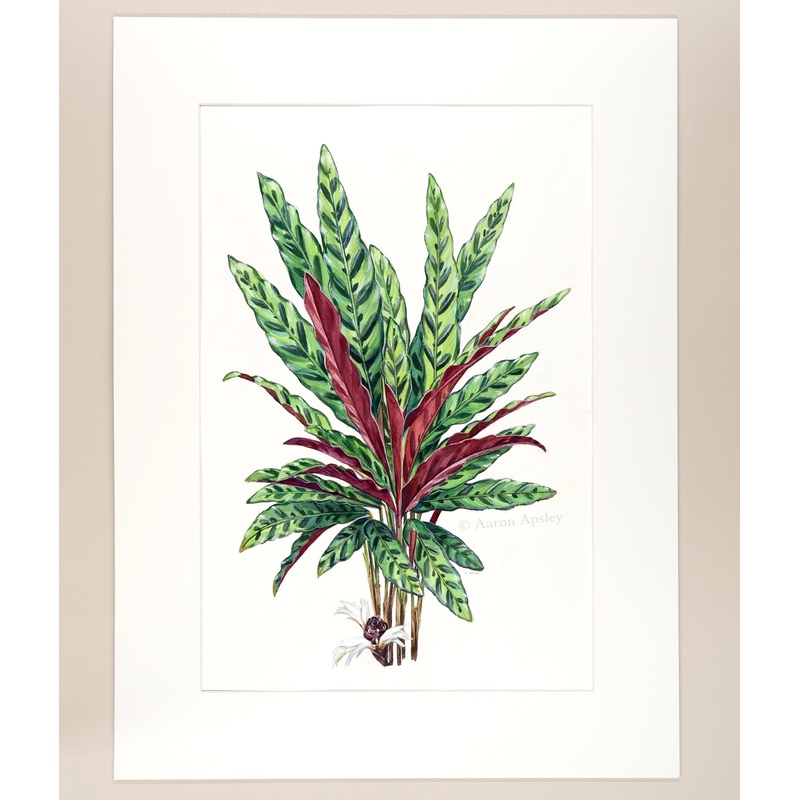 Calathea lancifolia – Original Watercolor