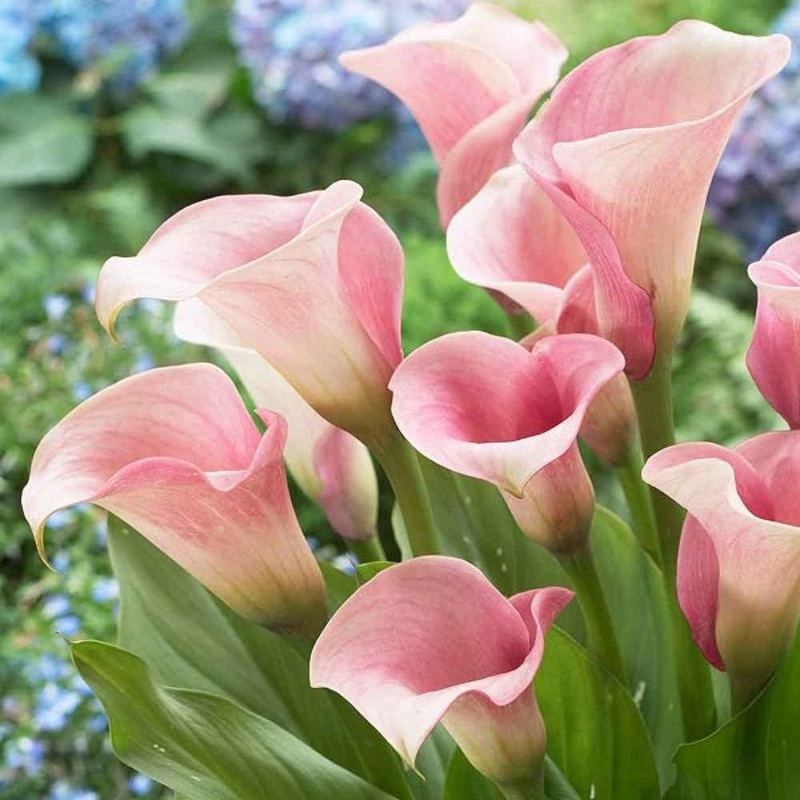 Calla Lily (Pink) – Bulbs|Set of 2|Set of 5
