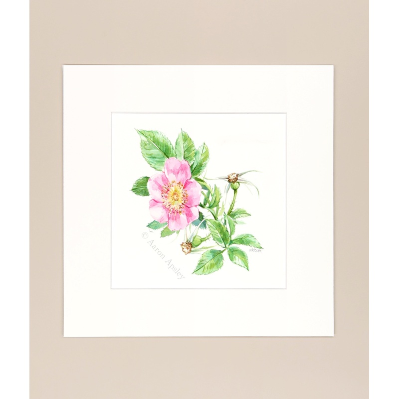 Carolina Rose  – Original Watercolor
