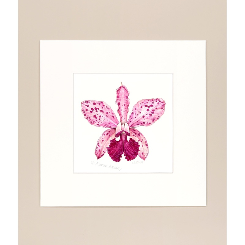 Cattleya amethystoglossa – Original Watercolor