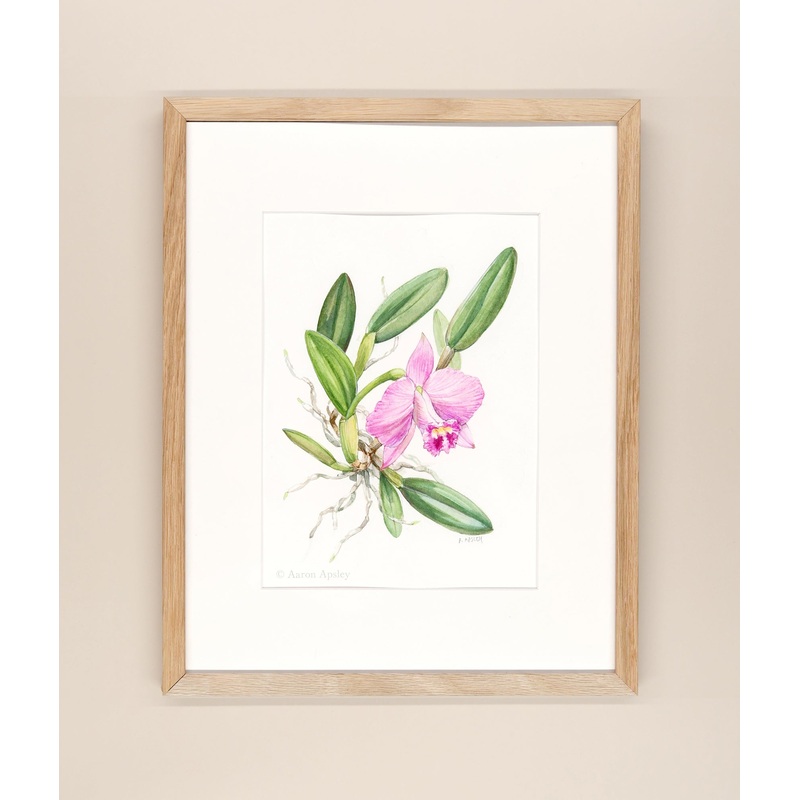 Cattleya Barbara Tague – Framed Original Watercolor