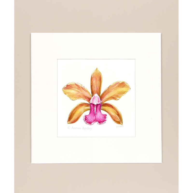 Cattleya bicolor – Original Watercolor
