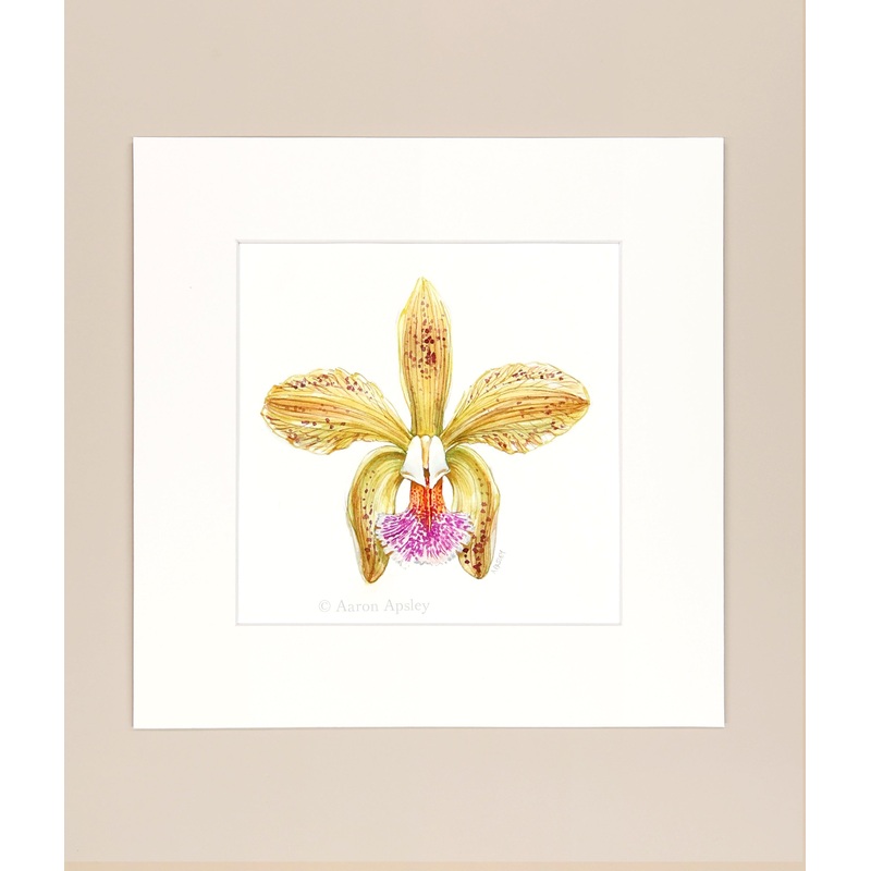 Cattleya granulosa – Original Watercolor