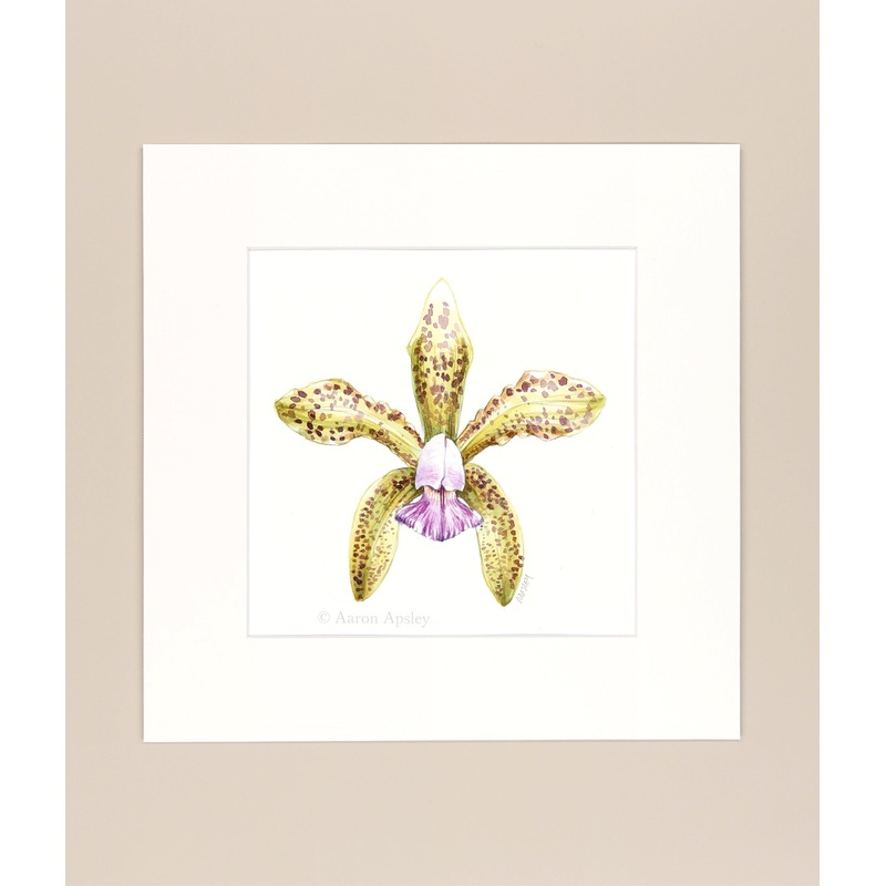 Cattleya guttata var. coerulea – Original Watercolor